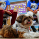 Petey is like a guidance counselor, “but in dog form,” says a student at a school in Brooklyn. (Reuters/Eduardo Munoz).